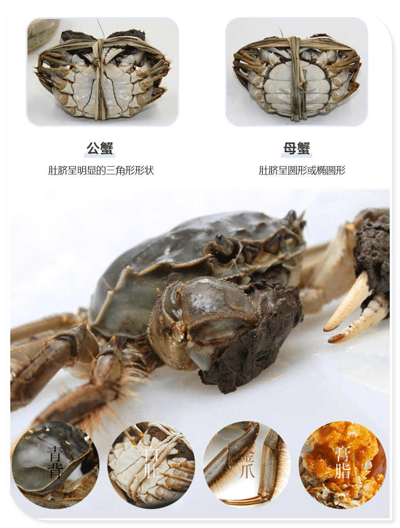 鲜活兴化大闸蟹礼盒套餐580型(图7)
