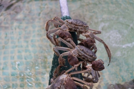 河蟹生活史中的生殖洄游，或称为降河生殖洄